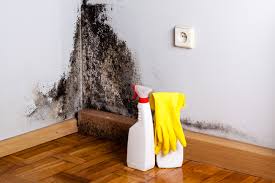 Best Mold Documentation for Insurance Claims  in Youngstown, OH